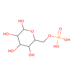 glucose 6-phosphate